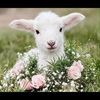 sheepsbotique sheepsbotique
